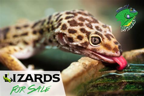 lizard online store